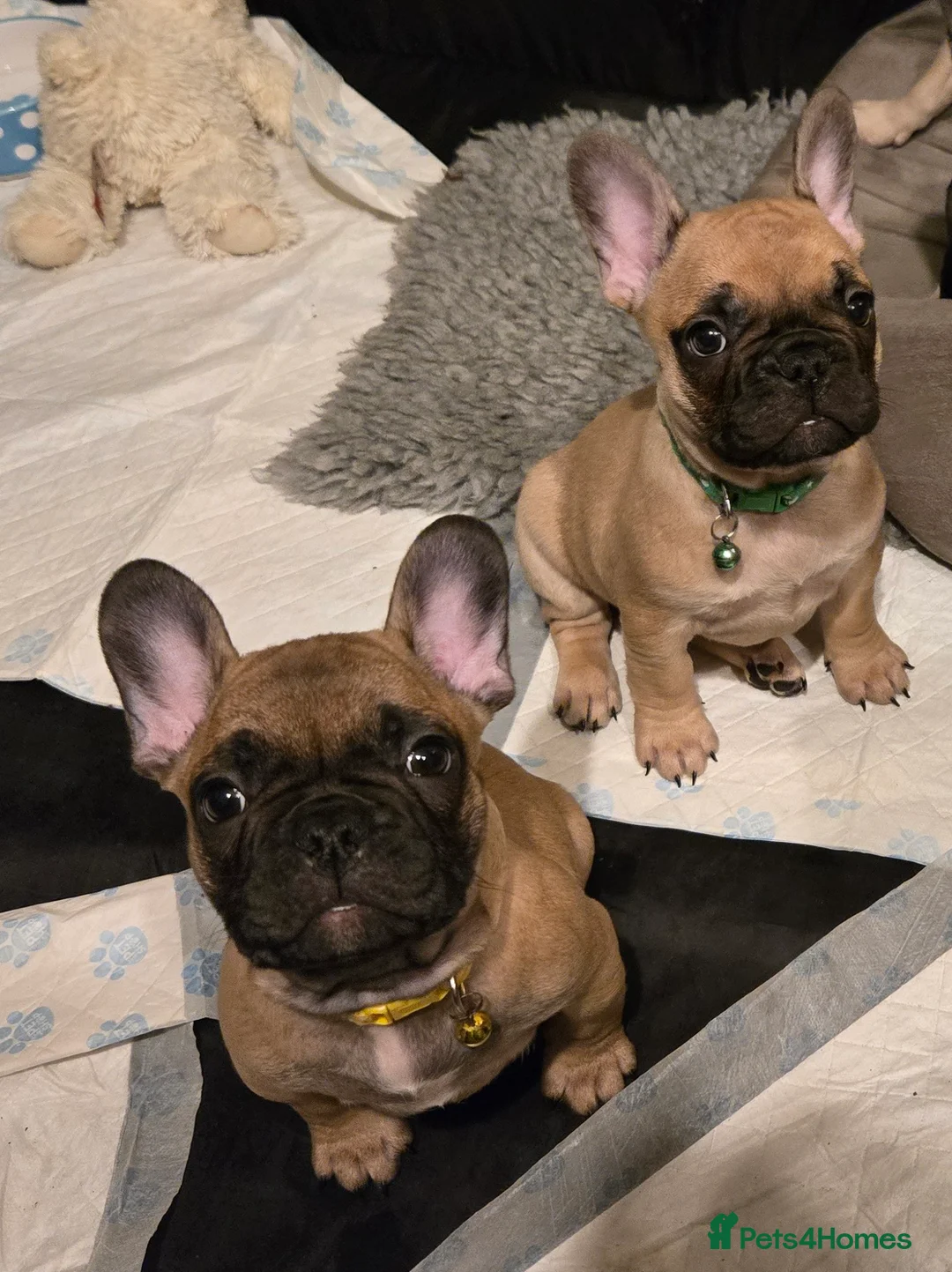 French Bulldog dogs for sale: French bulldog puppies.  - Advert 2