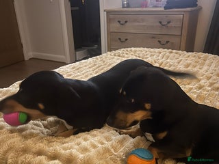 Mixed Breed dogs Mini Dachshund for rehoming - Advert 1