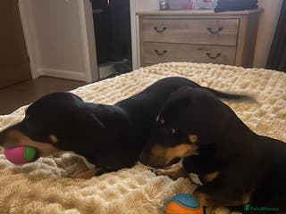 Mixed Breed dogs Mini Dachshund for rehoming - Advert 9