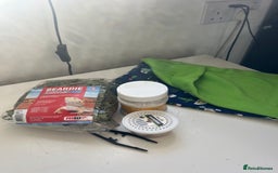 Bearded Dragon reptiles for sale: Sweetest Rankin Dragon needing a new home - Advert 6