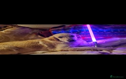 Golden Retriever dogs for sale: Beautiful Golden Retrievers from therapy line - Image 11