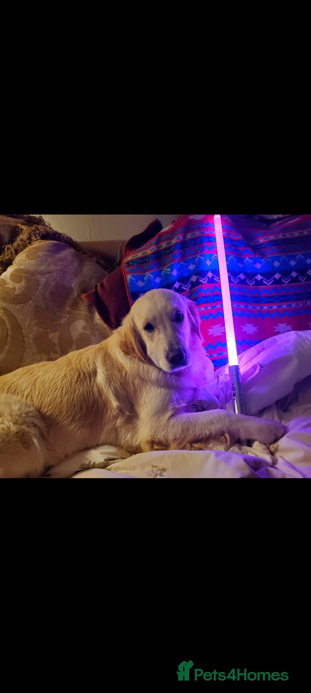 Golden Retriever dogs for sale: Beautiful Golden Retrievers from therapy line - Image 11