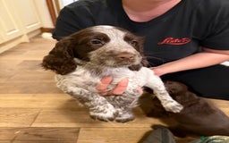 Sprocker dogs for sale: Sprocker puppies  - Image 10