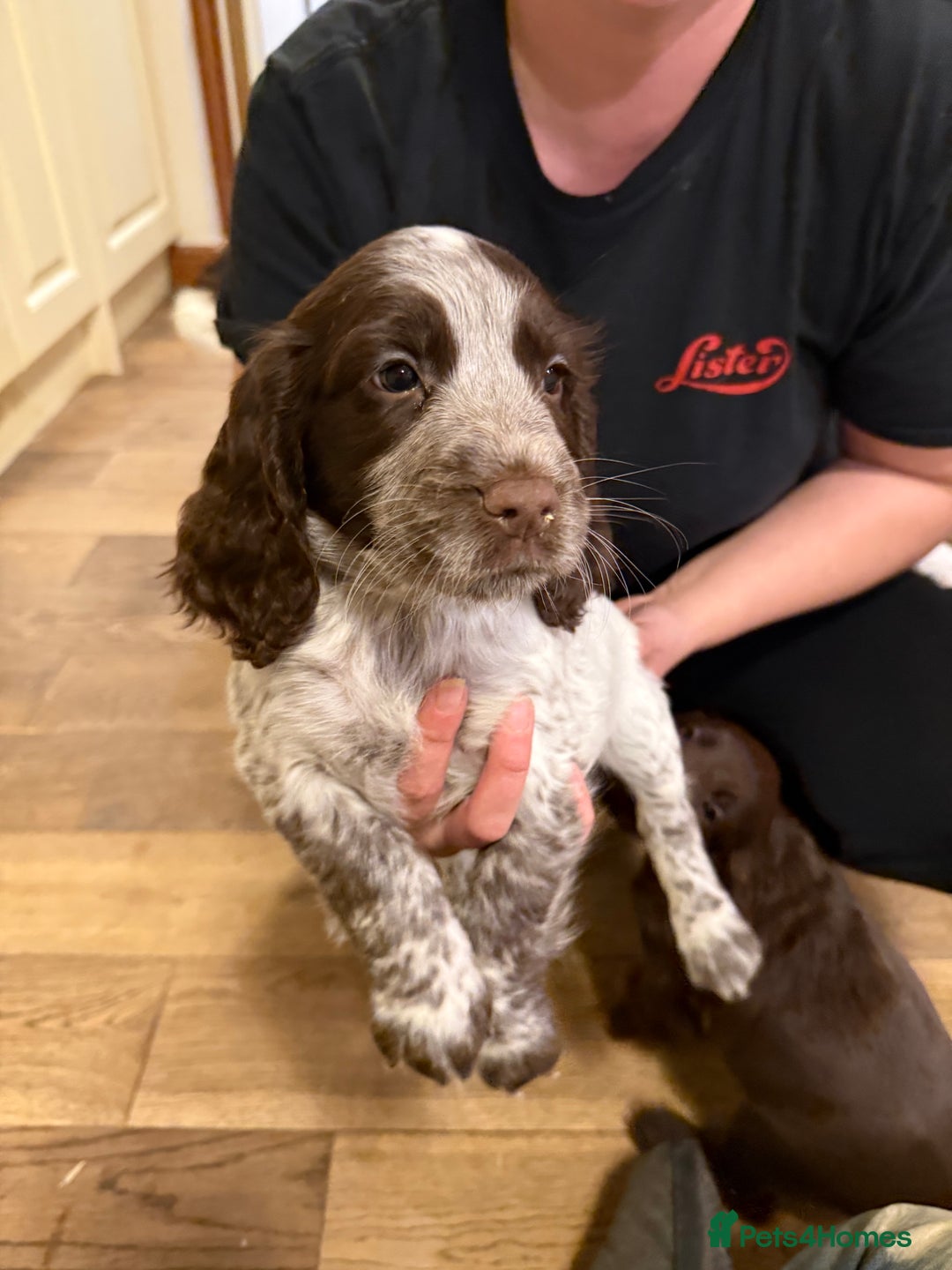 Sprocker dogs for sale: Sprocker puppies  - Image 10