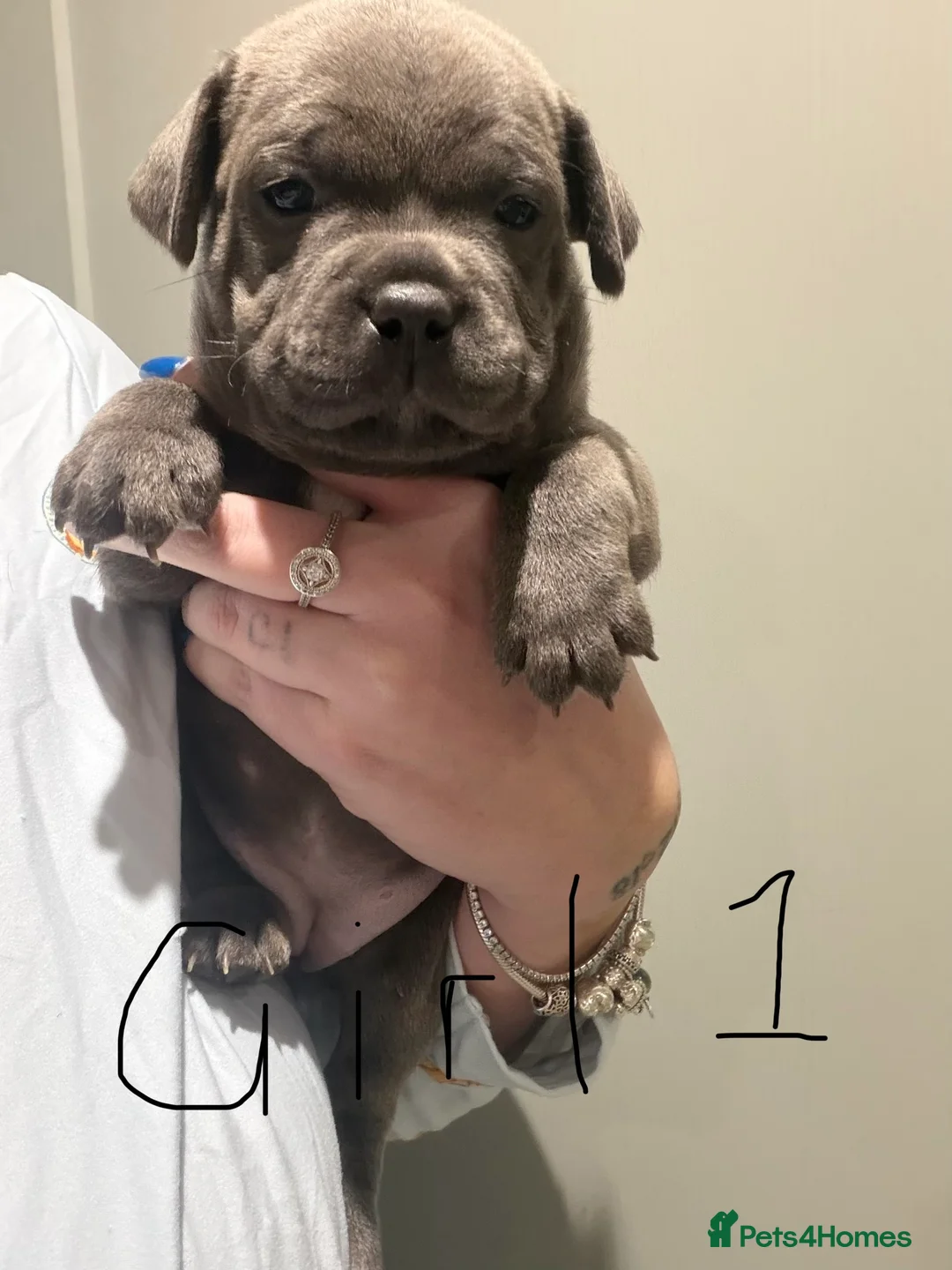 Staffordshire Bull Terrier dogs for sale: Amazing Staffordshire puppies - Advert 11