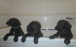Labradoodle dogs for sale: ☆Ready to leave☆ CHUNKY PUPPIES ☆ - Advert 12