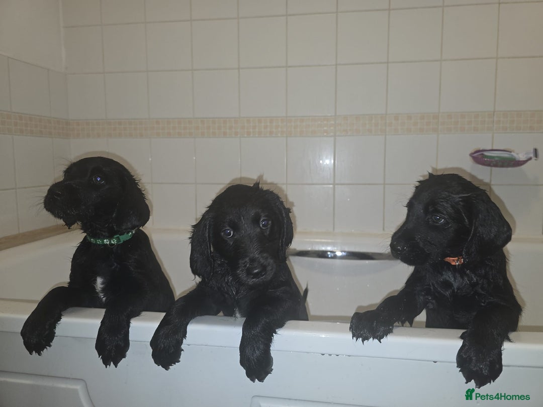Labradoodle dogs for sale: ☆Ready to leave☆ CHUNKY PUPPIES ☆ - Advert 12