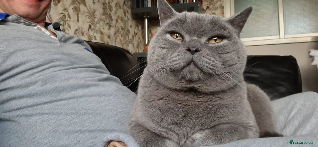 British Shorthair cats for adoption: Blu (House Cat/ Indoors)  - Advert 6