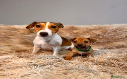 Jack Russell dogs for sale: Much Wenlock Mix Miniature Jack Russell Puppies - Image 6