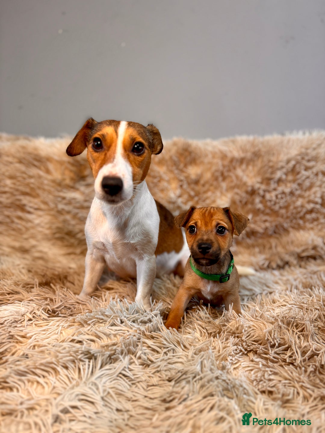 Jack Russell dogs for sale: Much Wenlock Mix Miniature Jack Russell Puppies - Image 6