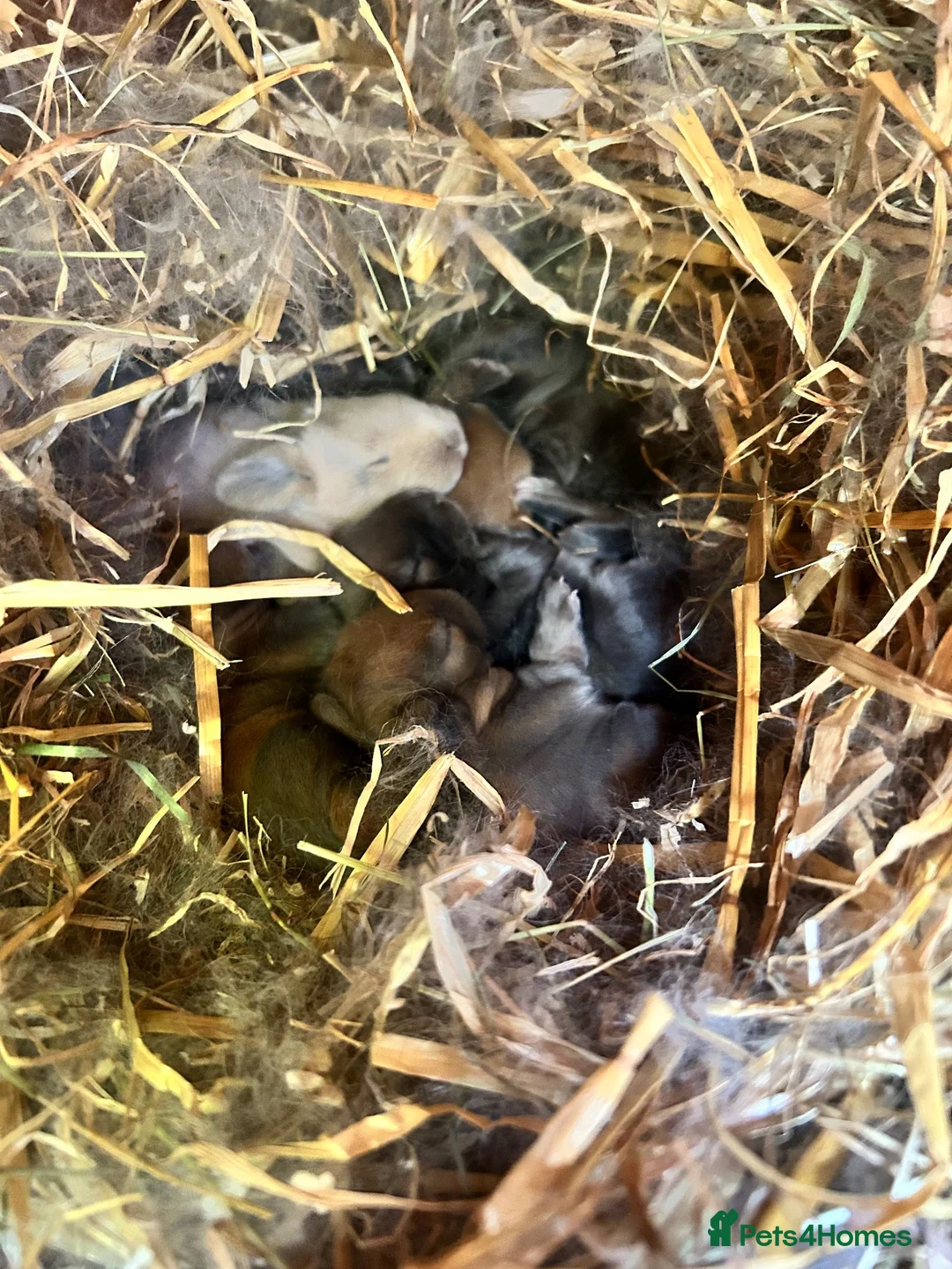 Mini Lop rabbits for sale: 6 beautiful mini lops ready 22nd November  - Advert 2
