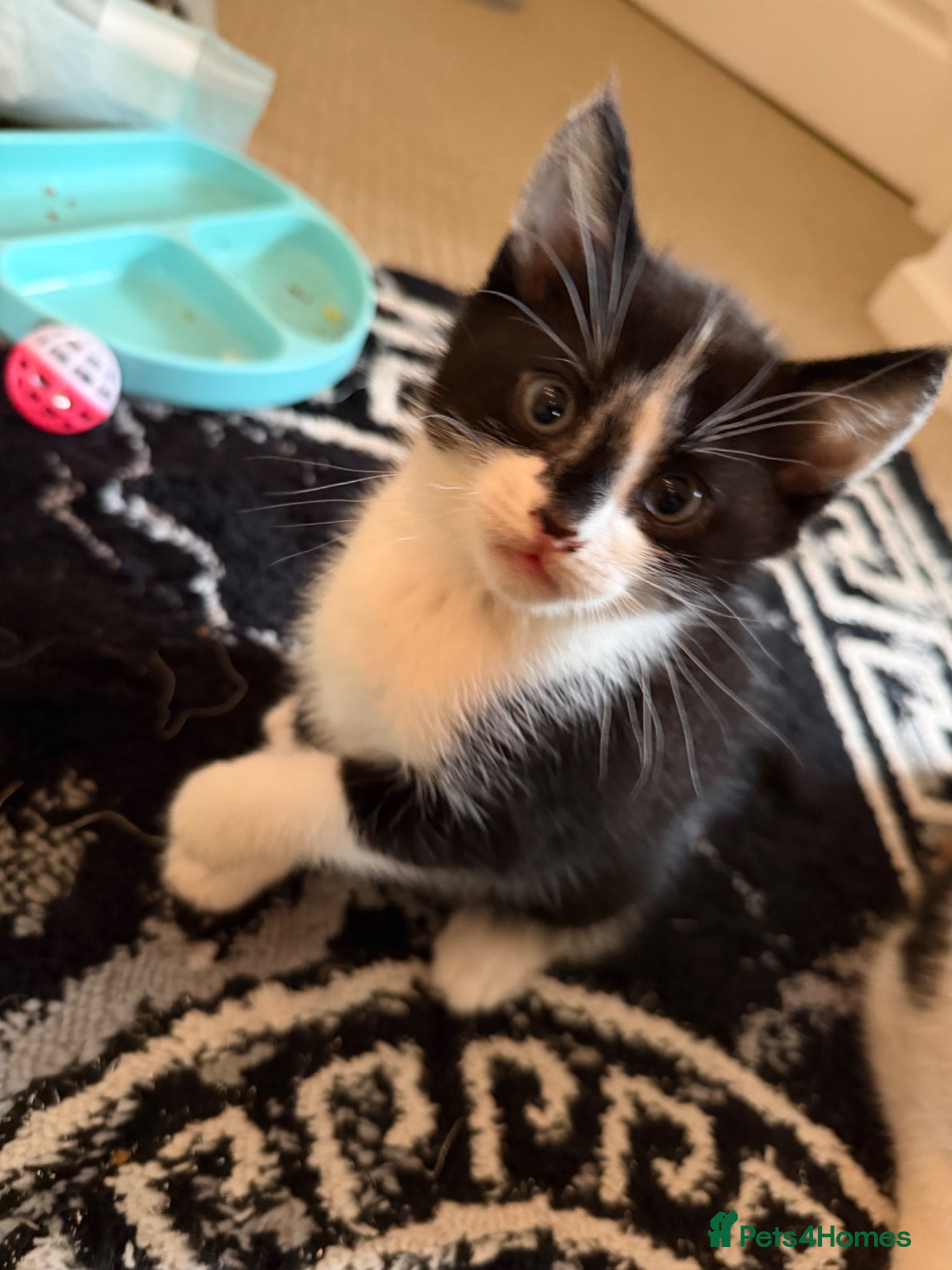 Mixed Breed cats Looking for forever home - Advert 15