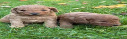 Cockapoo dogs for sale: Gorgeous F1b Cockapoos 5⭐️ Licensed Breeder DNA  - Advert 6