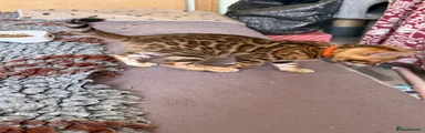 Bengal Kitten 2