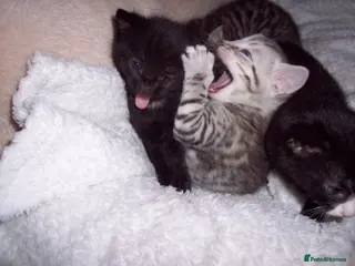 Mixed Breed cats Two kittens left - Advert 1