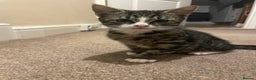 Mixed Breed cats for sale: black and brown tabby kitten - Advert 6