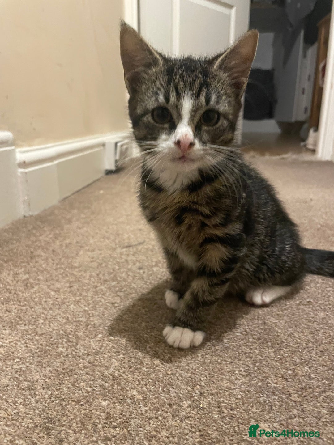 Mixed Breed cats for sale: black and brown tabby kitten - Advert 6