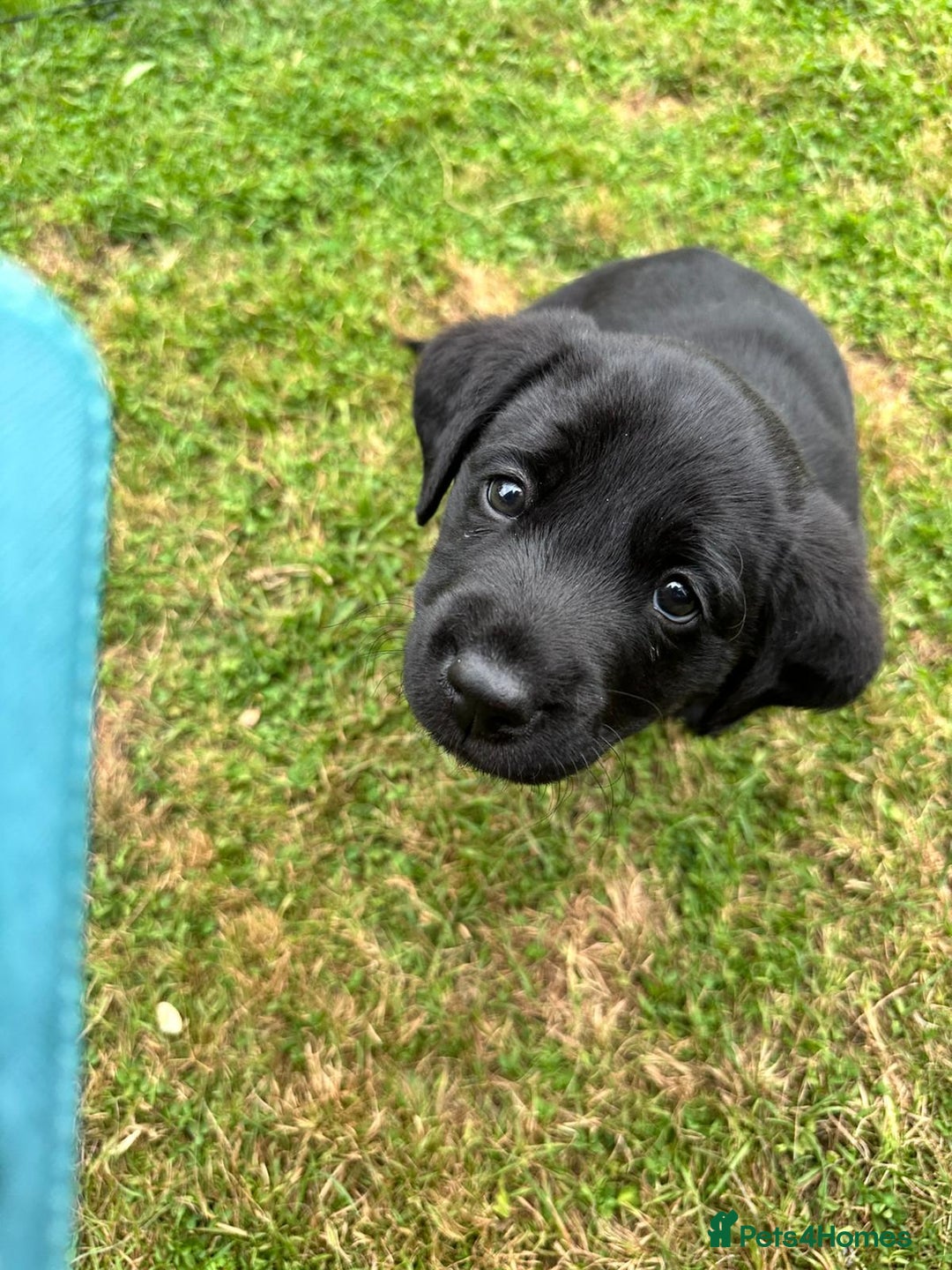 Labrador Retriever dogs for sale: Quality litter of working Labrador retriever pups - Image 4