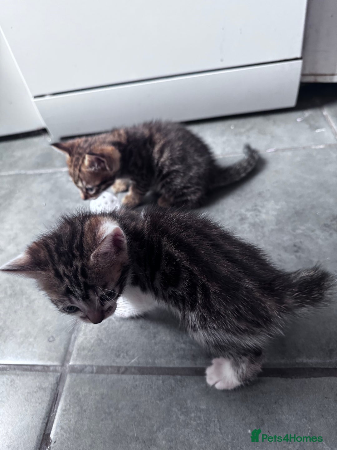 Bengal cats for sale: Bengal Kittens ready to be reserved  - Image 12