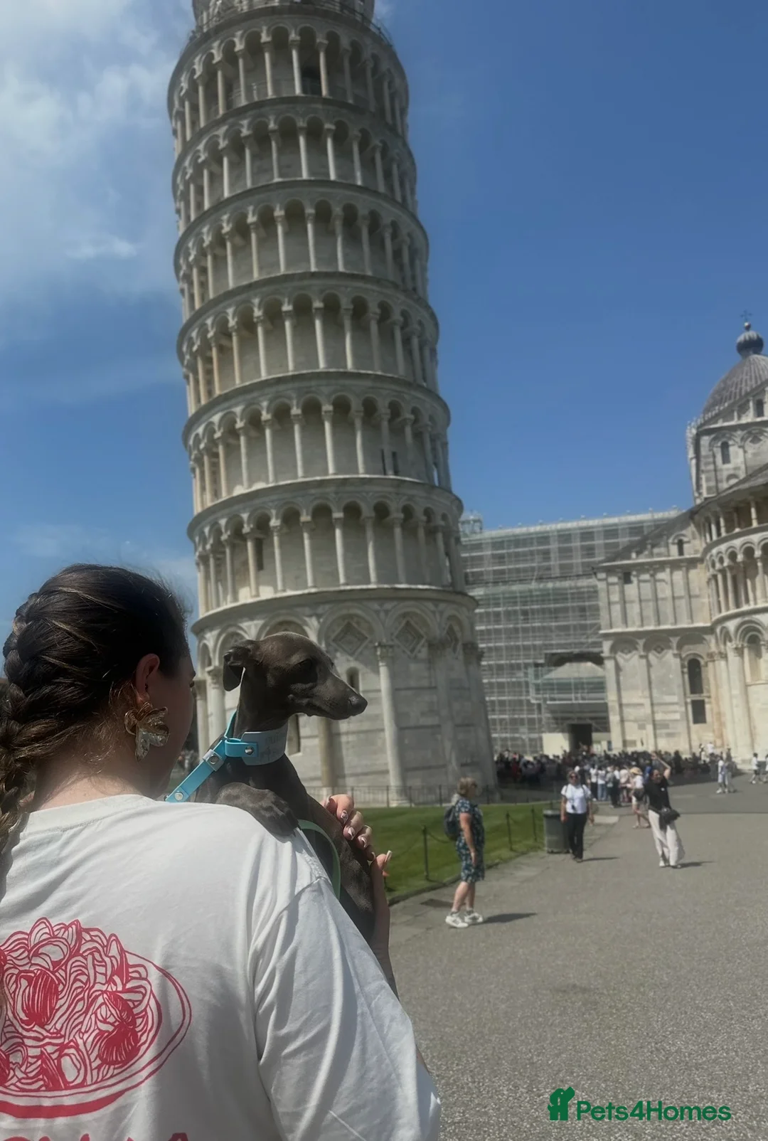 Italian Greyhound dogs for sale: Fresh new Bloodlines - Italian Greyhound Puppies - Advert 16