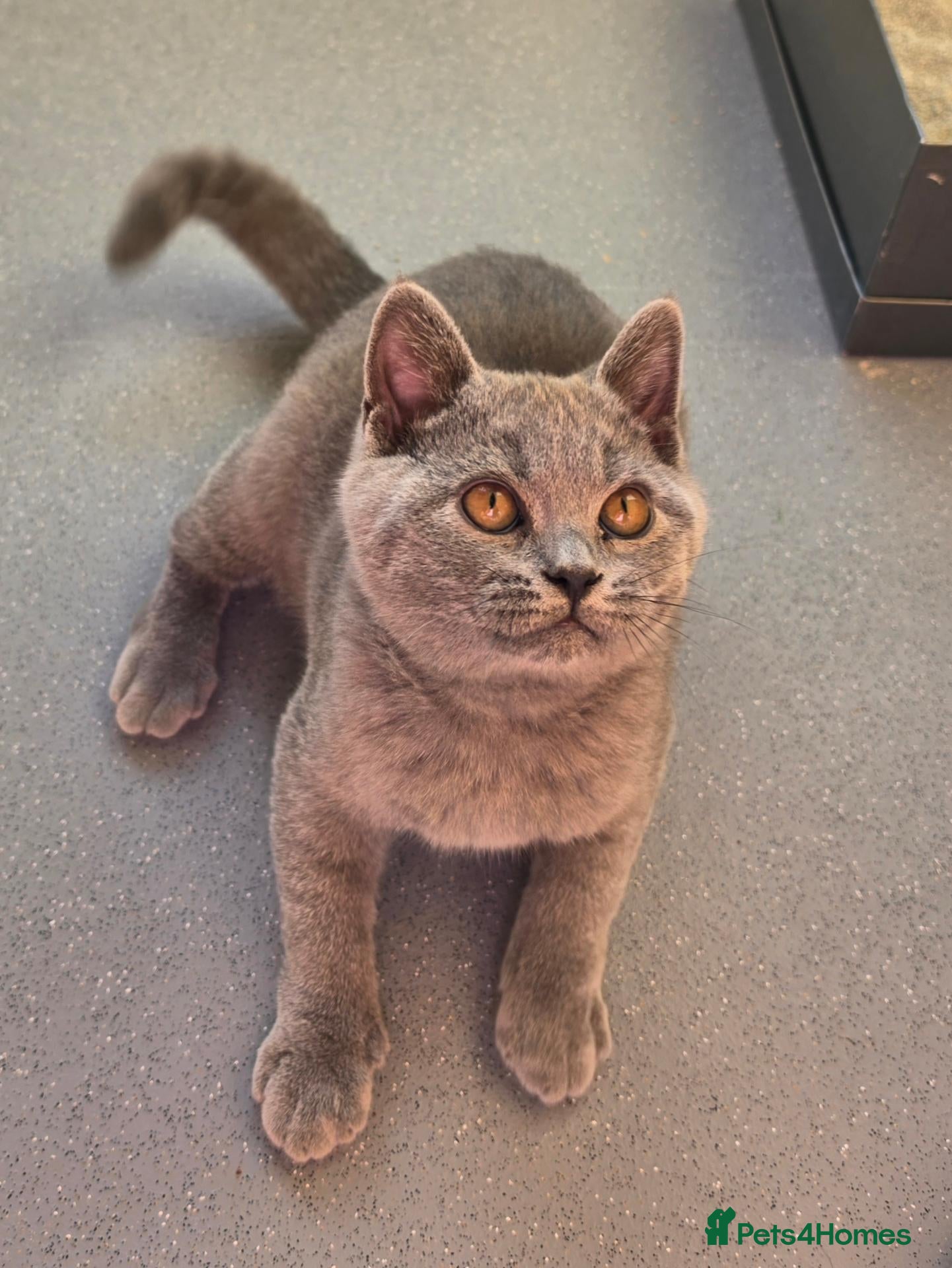 British Shorthair cats Only 1 boy💙and  1 girl🤎 left - Advert 17