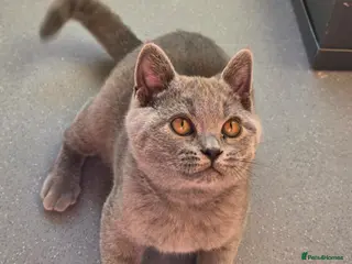 British Shorthair cats Only 1 boy💙and 1 girl🤎 left - Advert 17