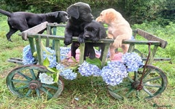 Goldador dogs for sale: Goldador Puppies  - Image 11