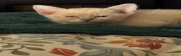 Burmese cats for sale: Gorgeous Playful Loving Burmese Kittens  - Advert 15