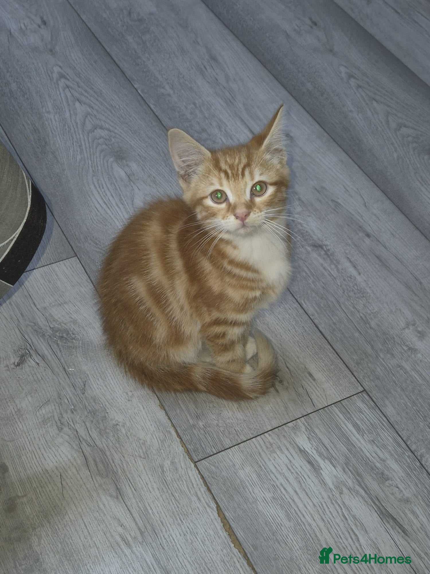 Mixed Breed cats Mixed breed  - Advert 2