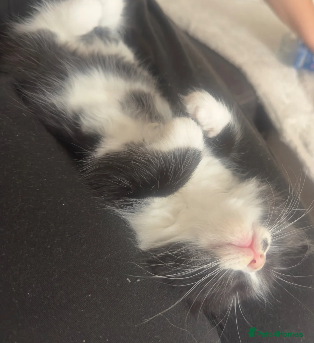 Mixed Breed cats for sale: cute kittens🥰 in Luton - Advert 2