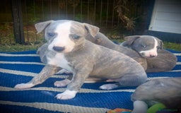 Whippet dogs for sale: Show Quality Blue Brindle KC Registered Whippets - Image 11