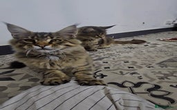 Maine Coon cats for sale: Pedigree Maine Coon boy from tested parents  - Image 11