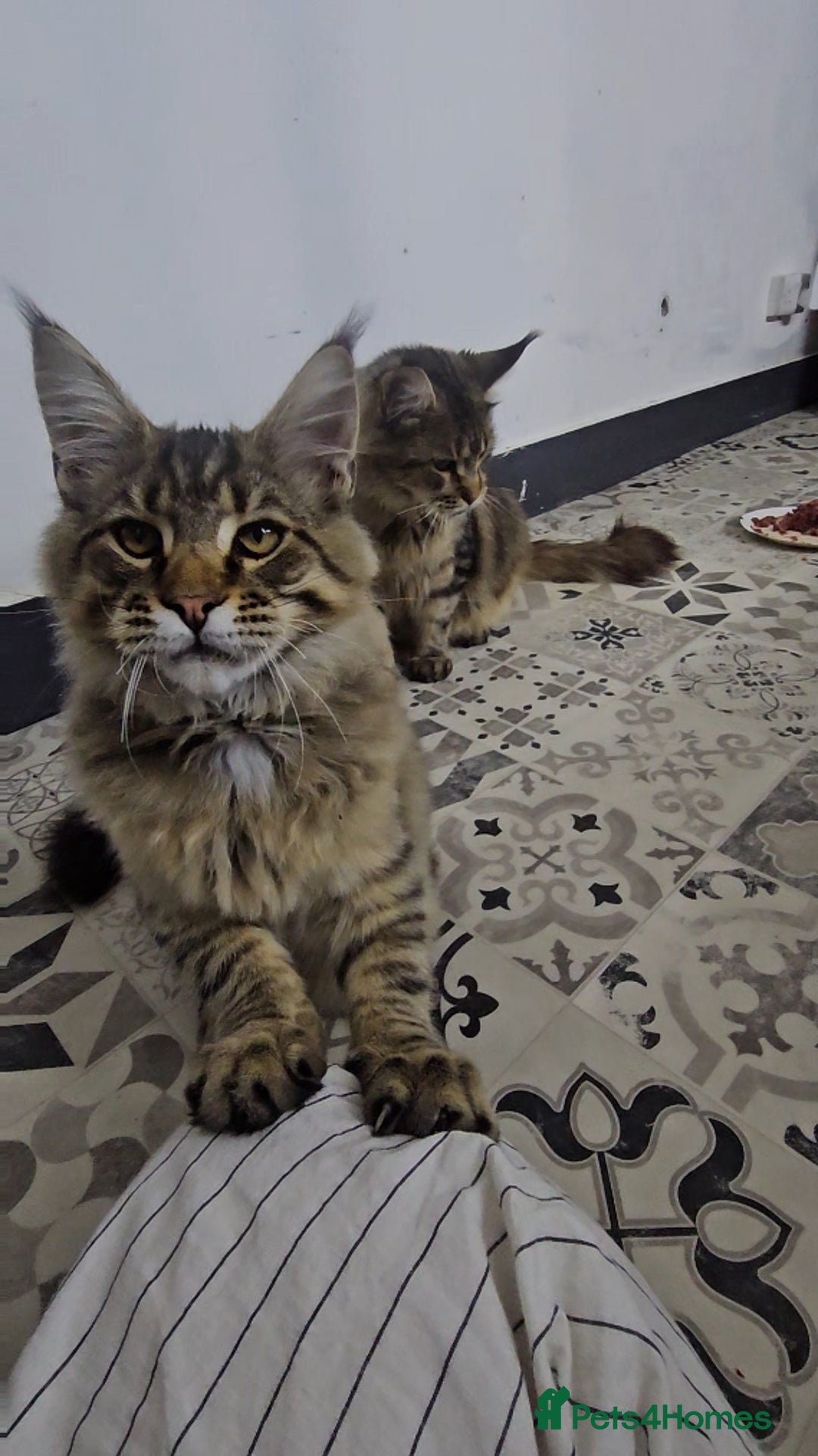 Maine Coon cats for sale: Pedigree Maine Coon boy from tested parents  - Image 11
