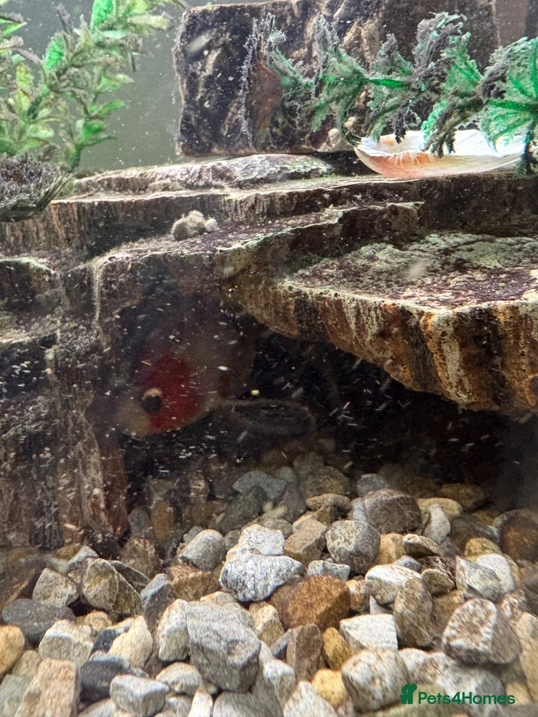 Goldfish fish for sale: Three foot fish tank and cabinet.  - Advert 2