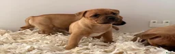 Staffordshire Bull Terrier dogs for stud: Exceptional Red Staffordshire Bull Terrier! - Advert 15