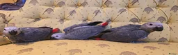 Parrots birds for sale: Silly teamed hand reared African grey Baby - Advert 2