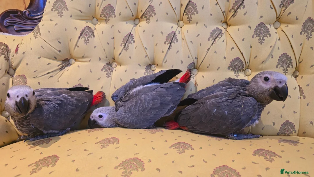 Parrots birds for sale: Silly teamed hand reared African grey Baby - Advert 2