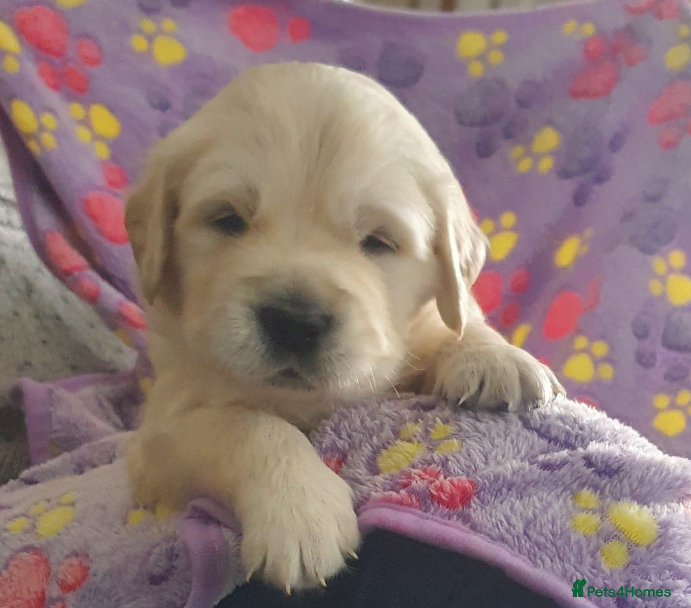Golden Retriever dogs  Golden Retriever Puppies( only 2 girls available) - Advert 9