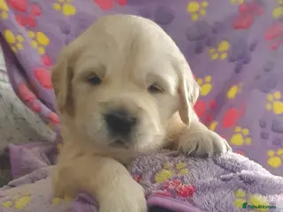 Golden Retriever dogs Golden Retriever Puppies( only 2 girls available) - Advert 12