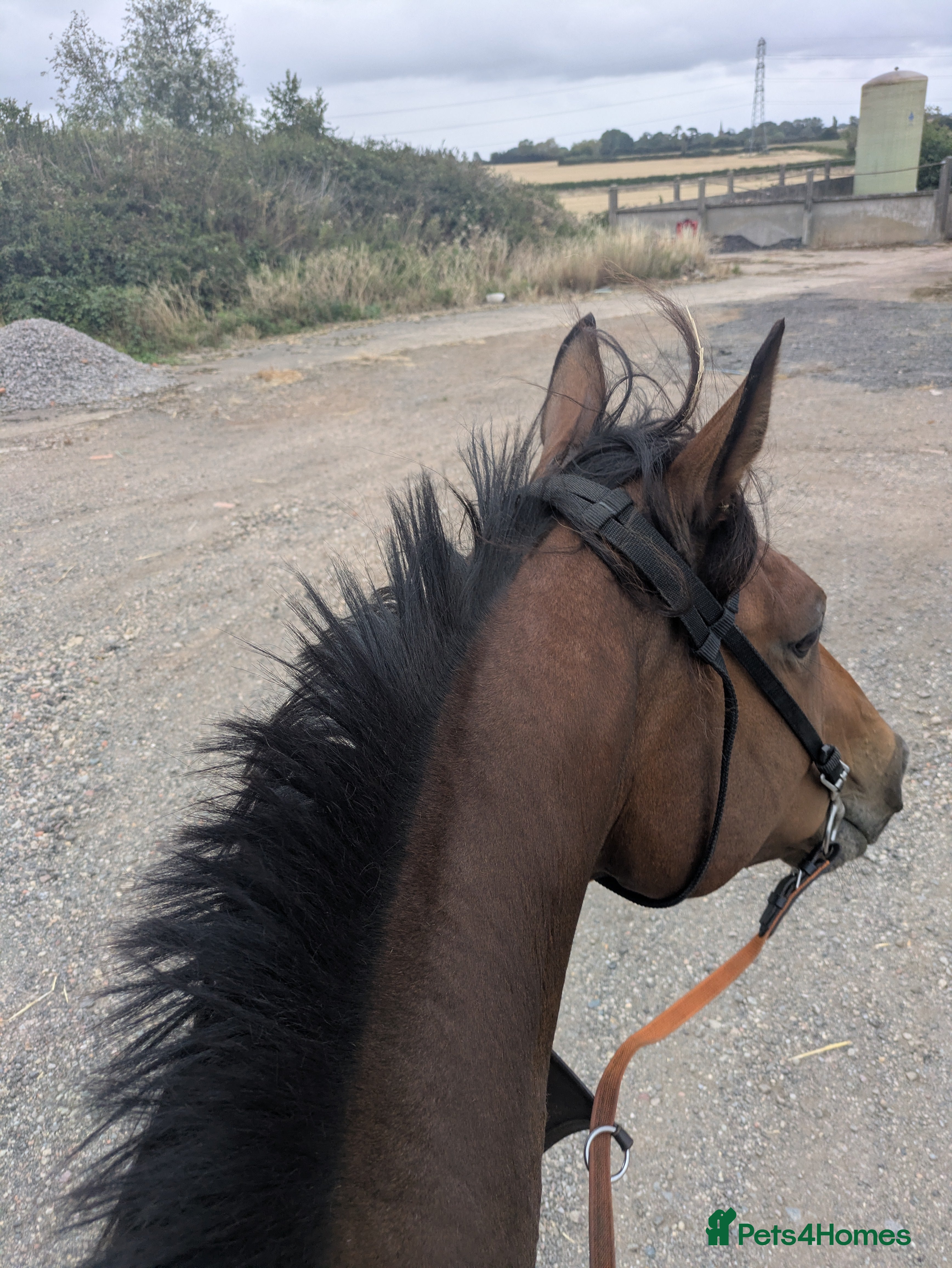 English Thoroughbred horses Two thoroughbred horses for sale - Advert 2