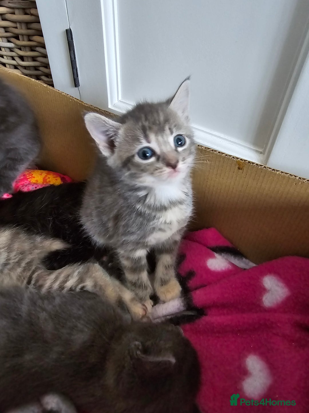 Mixed Breed cats for sale: 5 beautiful kittens looking for their forever home - Image 9