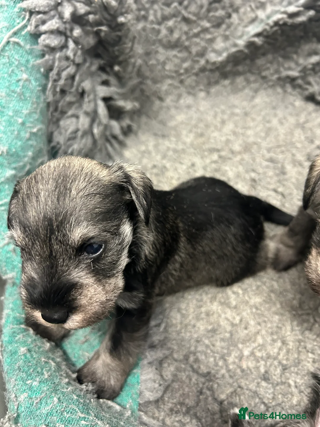 Miniature Schnauzer dogs for sale: Mini Schnauzer  - Advert 7