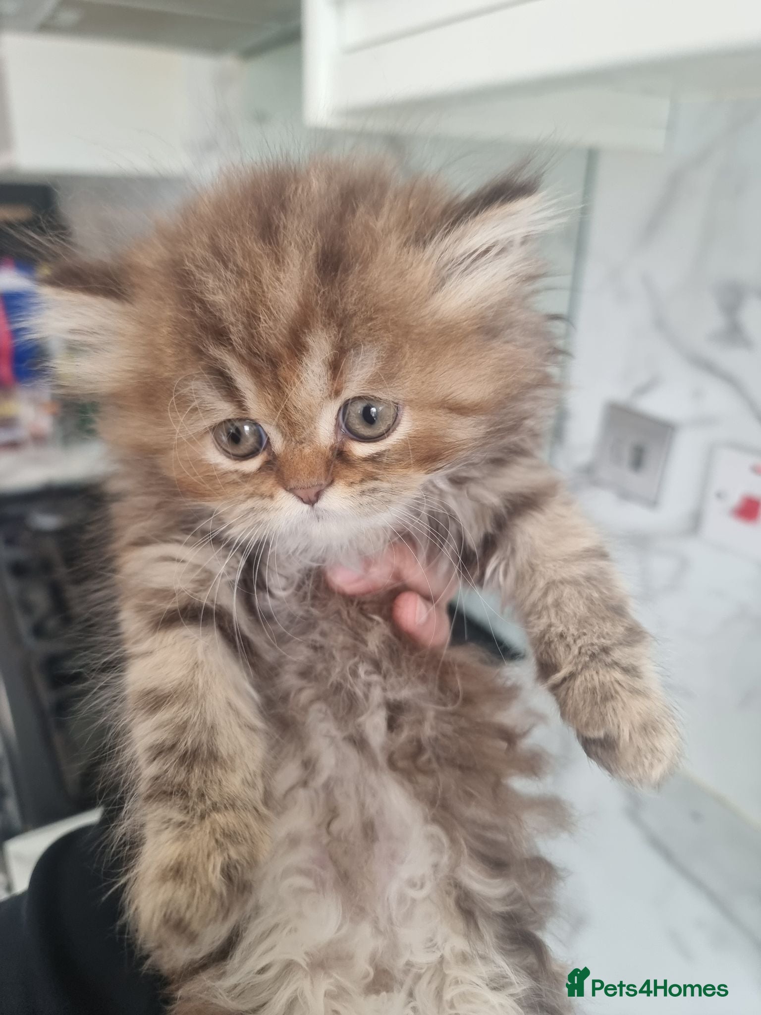 Persian cats Persian Kitten Ready for Loving Homes - Advert 2