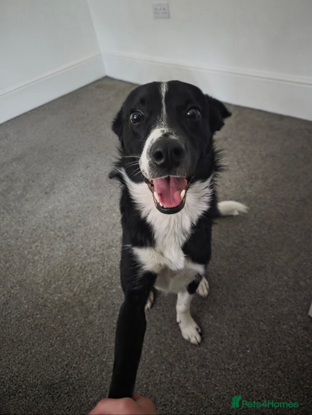 Border Collie dogs 3 year old Border Collie  - Advert 1