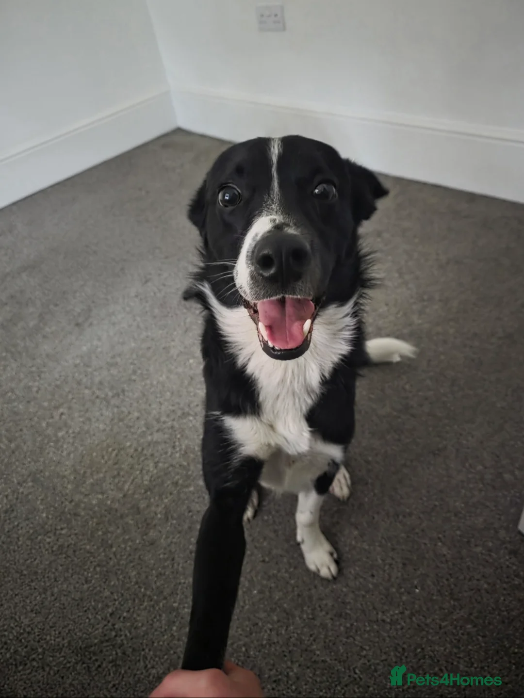 Border Collie dogs for sale: 3 year old Border Collie  - Advert 1
