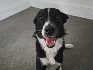 Border Collie dogs 3 year old Border Collie - Advert 1