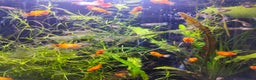 Mollies fish for sale: Mollies and Guppies all babies ready to go - Advert 4
