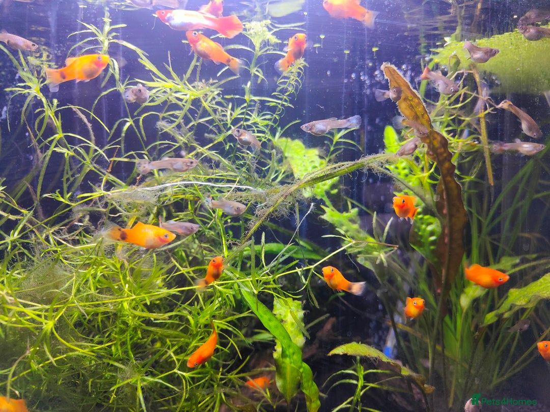 Mollies fish for sale: Mollies and Guppies all babies ready to go - Advert 4