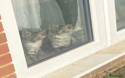 Mixed Breed cats for sale: Half Maine coon  in Haslemere - Image 1