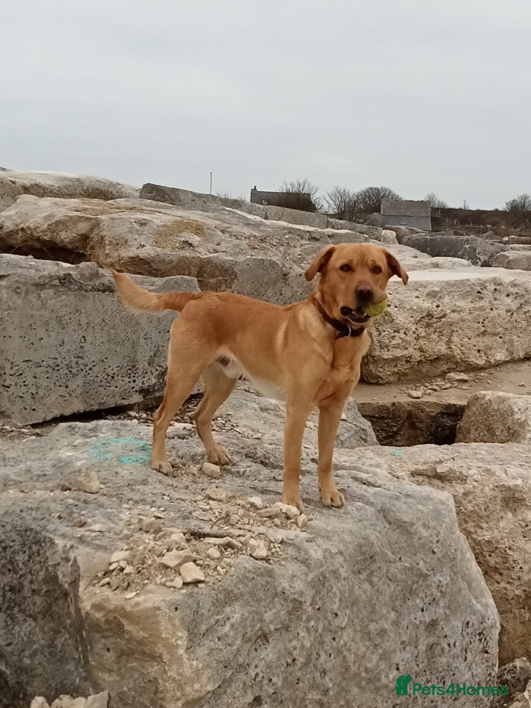 Labrador Retriever dogs for sale: Male Labrador age 5 years  - Image 6